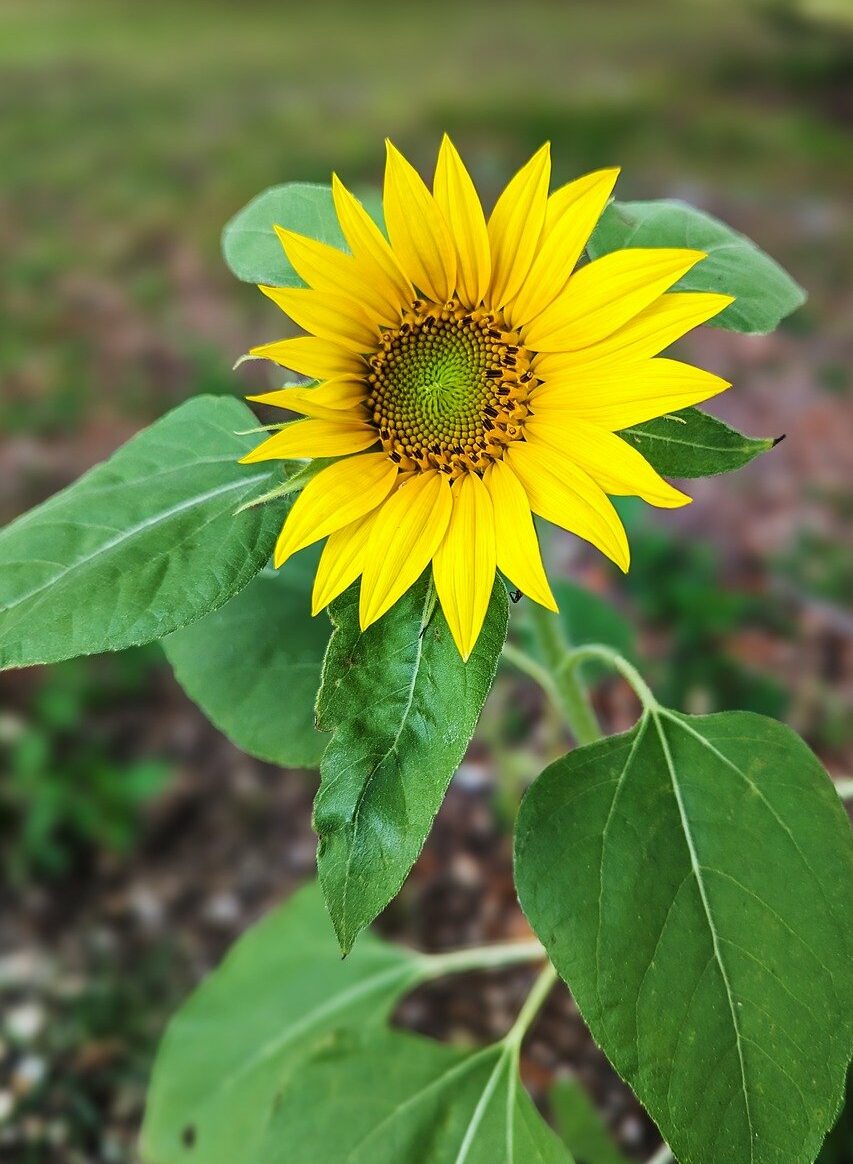 sunflower, flower wallpaper, beautiful flowers-8737324.jpg